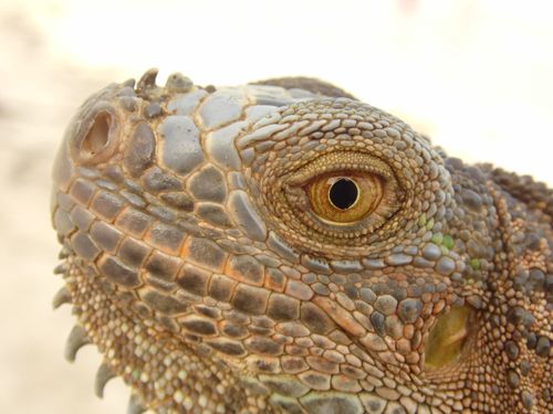 Free stock photo of iguana, lizzard, male Stock Photo