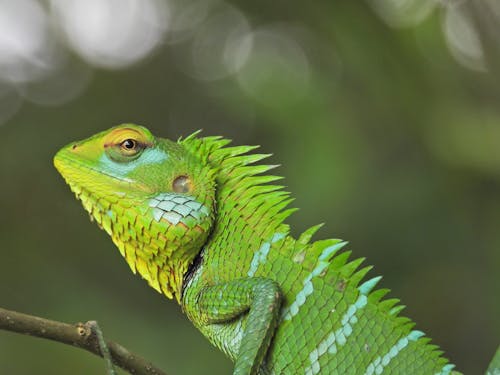 Lionhead Agama on Branch