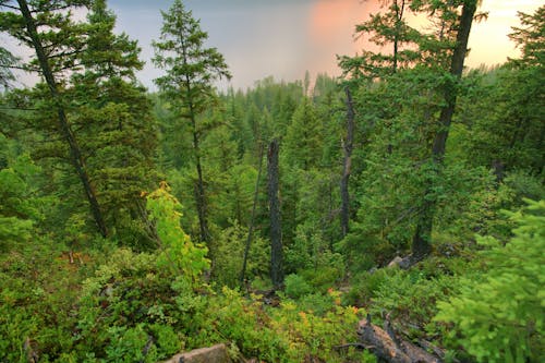 Foto d'estoc gratuïta de arbres, bosc, boscos