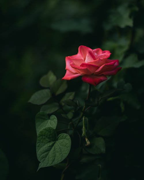 Red Rose In The Garden