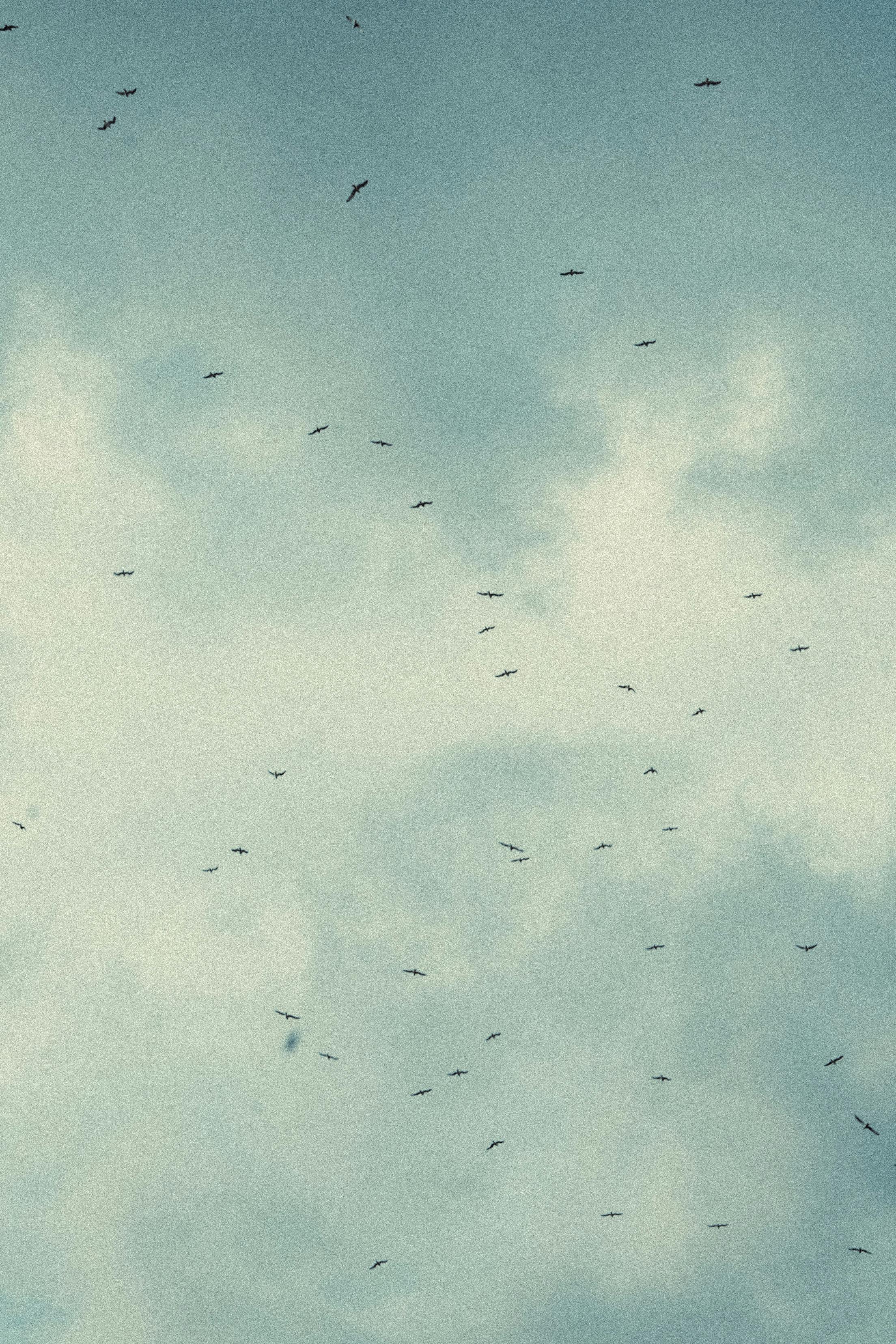 A flock of birds freely flying against a dramatic cloudy sky.