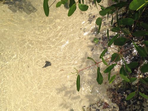 Free stock photo of sea waters, shallow water Stock Photo