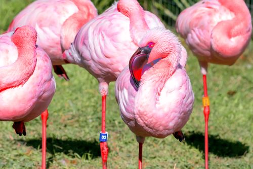 Free A group of flamingos in Abilene, TX, standing on one leg in the sun. Stock Photo