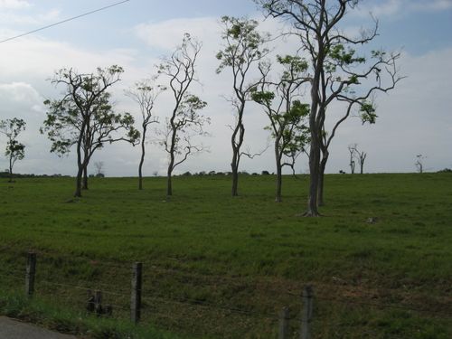Free stock photo of no filter, tree line, trees Stock Photo