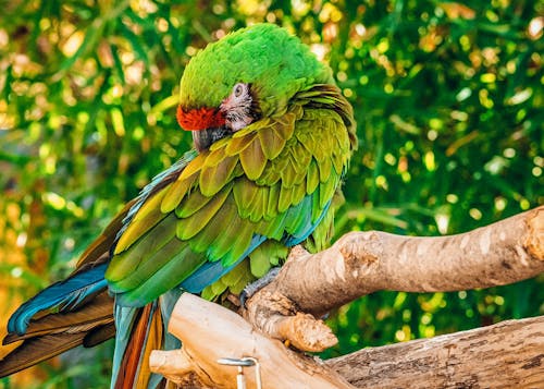 Immagine gratuita di esotico, fauna selvatica, foresta