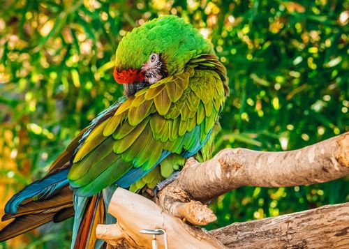 Free Colorful macaw perched on a branch amid lush greenery, showcasing its vibrant feathers. Stock Photo