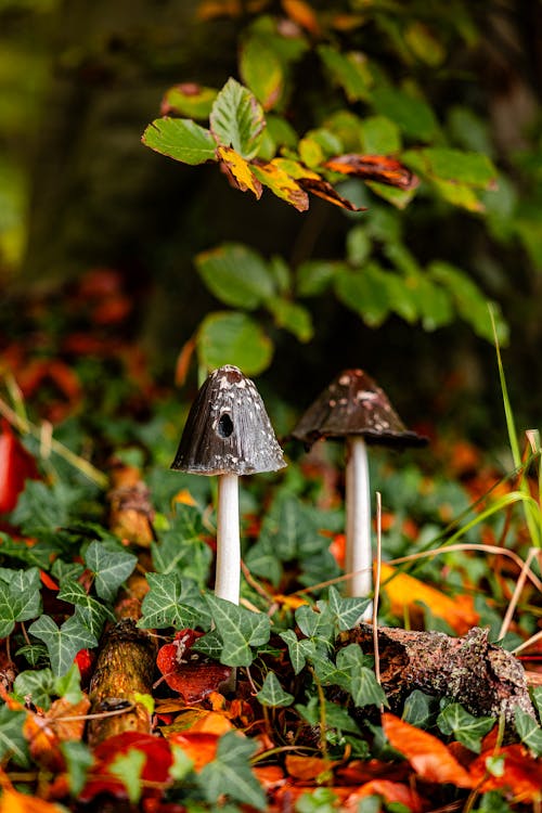 Small Mushrooms Growing among Ivy Leaves