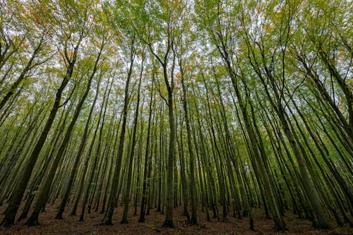 Immagine gratuita di alberi, boschi, bosco