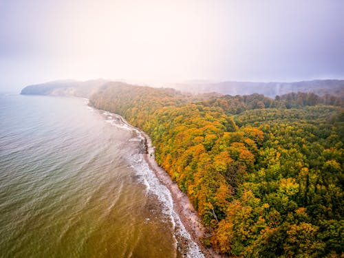 Fotos de stock gratuitas de arboles, bosque, foto con dron