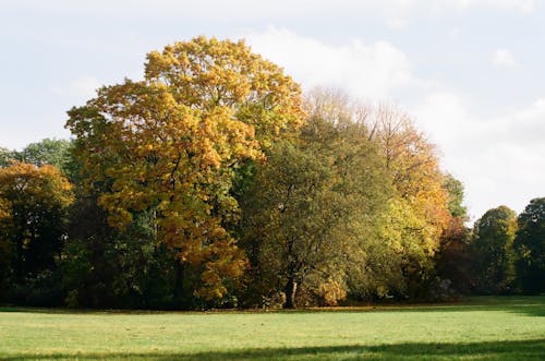 Foto d'estoc gratuïta de arbre, caure, fulles grogues