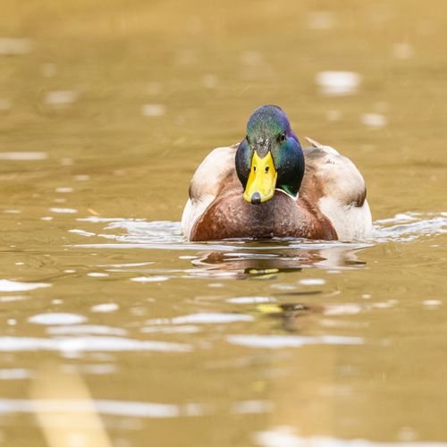 Free Close-up of a vibrant mallard duck swimming peacefully on a clear pond. Stock Photo