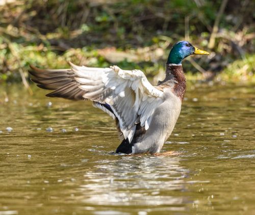 Free A mallard duck gracefully landing on a pond, showcasing vibrant plumage. Stock Photo
