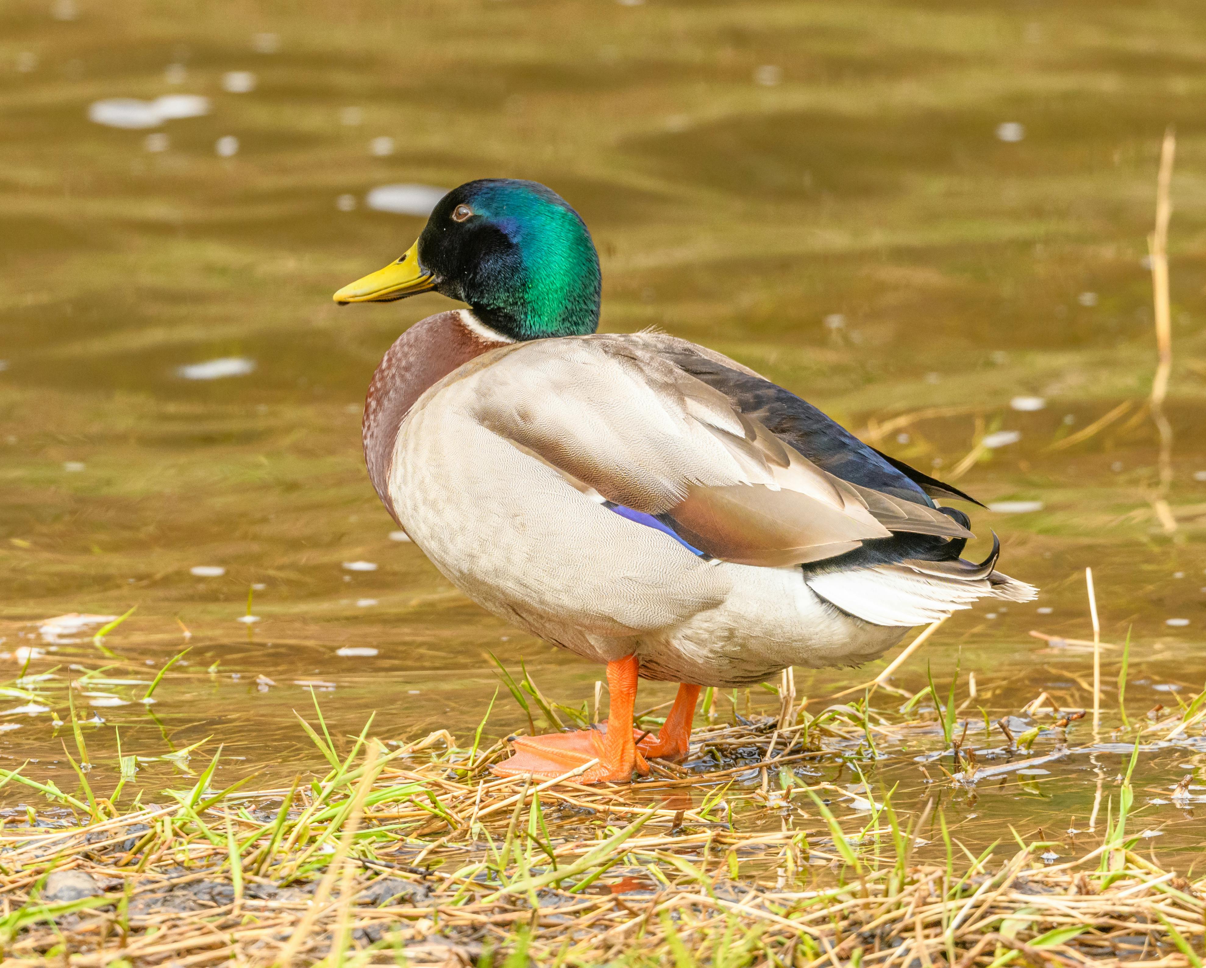 Duck Confit Photos, Download The BEST Free Duck Confit Stock Photos