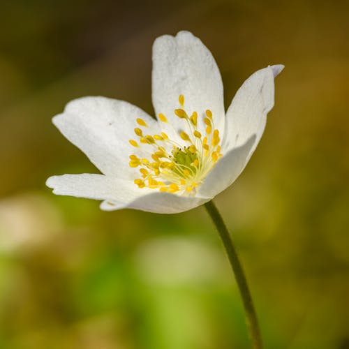 Close-up on White Windflower