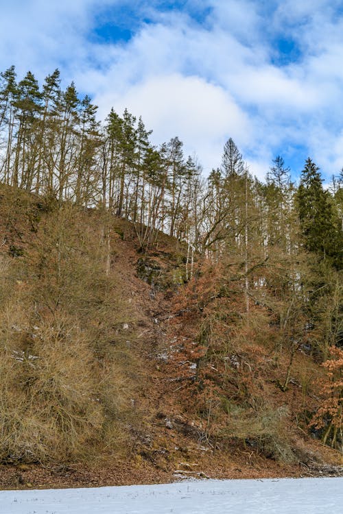 Immagine gratuita di alberi, collina, foresta