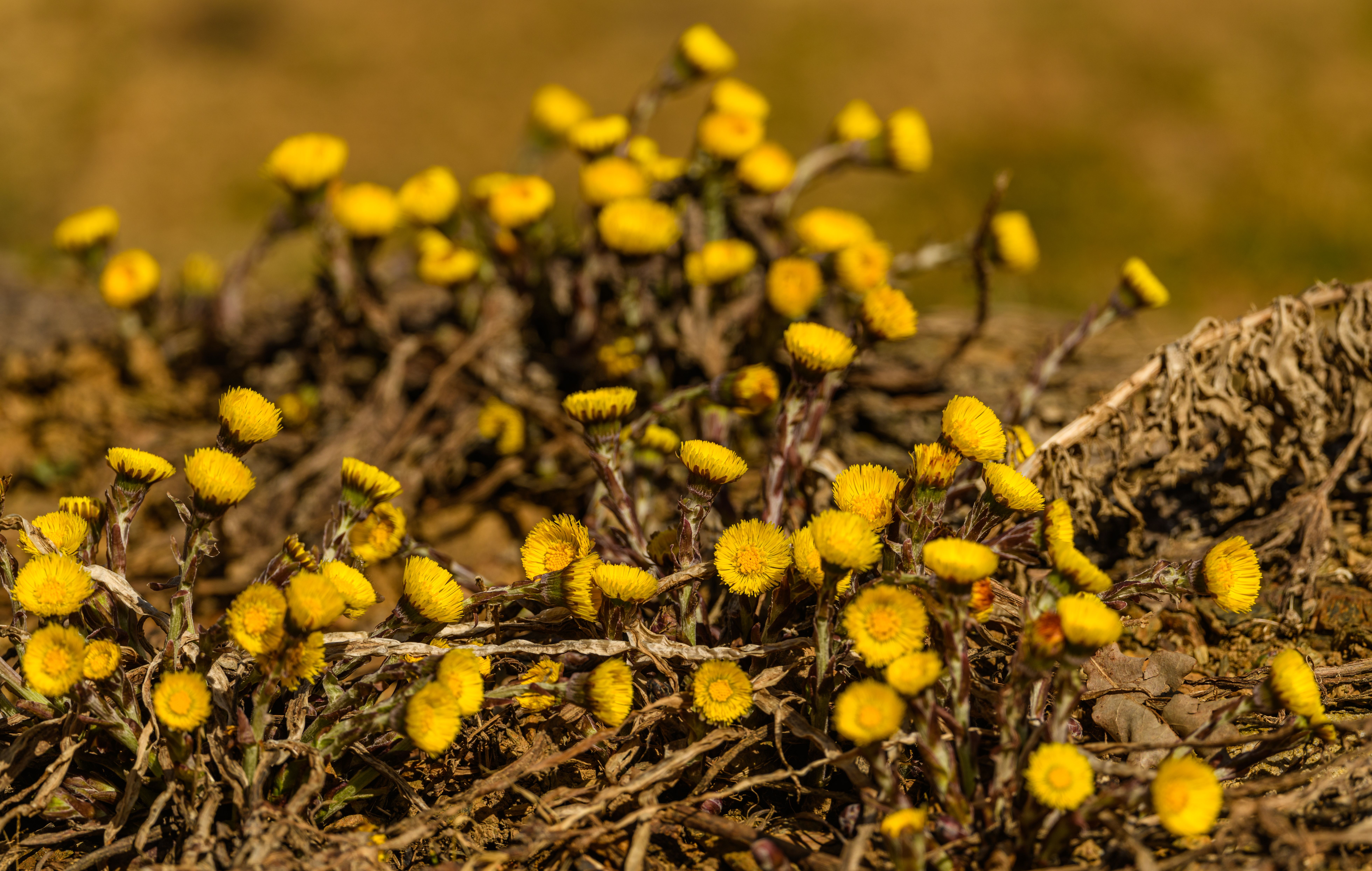 Coltsfoot Herb Botanical Photo