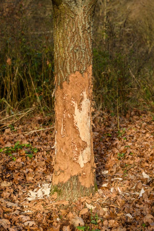 Tree Trunk with Bark Chewed down