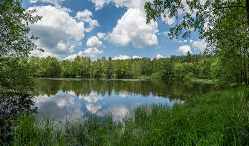 Green Trees Reflecting in Calm Lake Surface