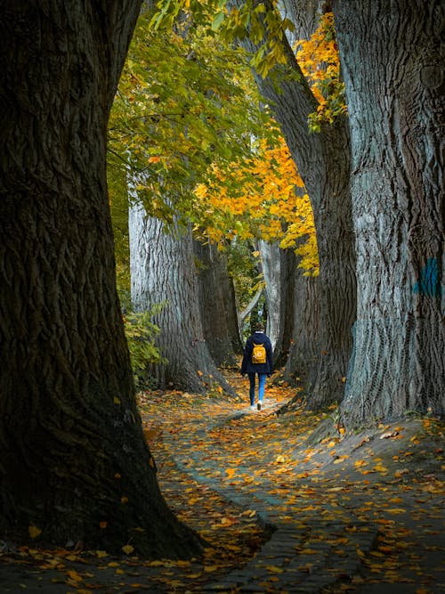 Back View of a Woman with a Backpack Walking in a Park between Autumnal Trees