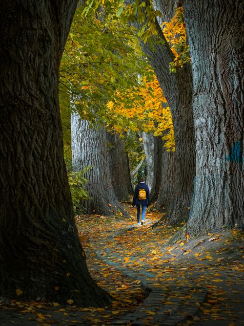 Free A person walks through an autumn forest path in Regensburg, Germany, surrounded by vibrant fall foliage. Stock Photo