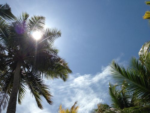 Free stock photo of blue sky, palmtree, sun Stock Photo