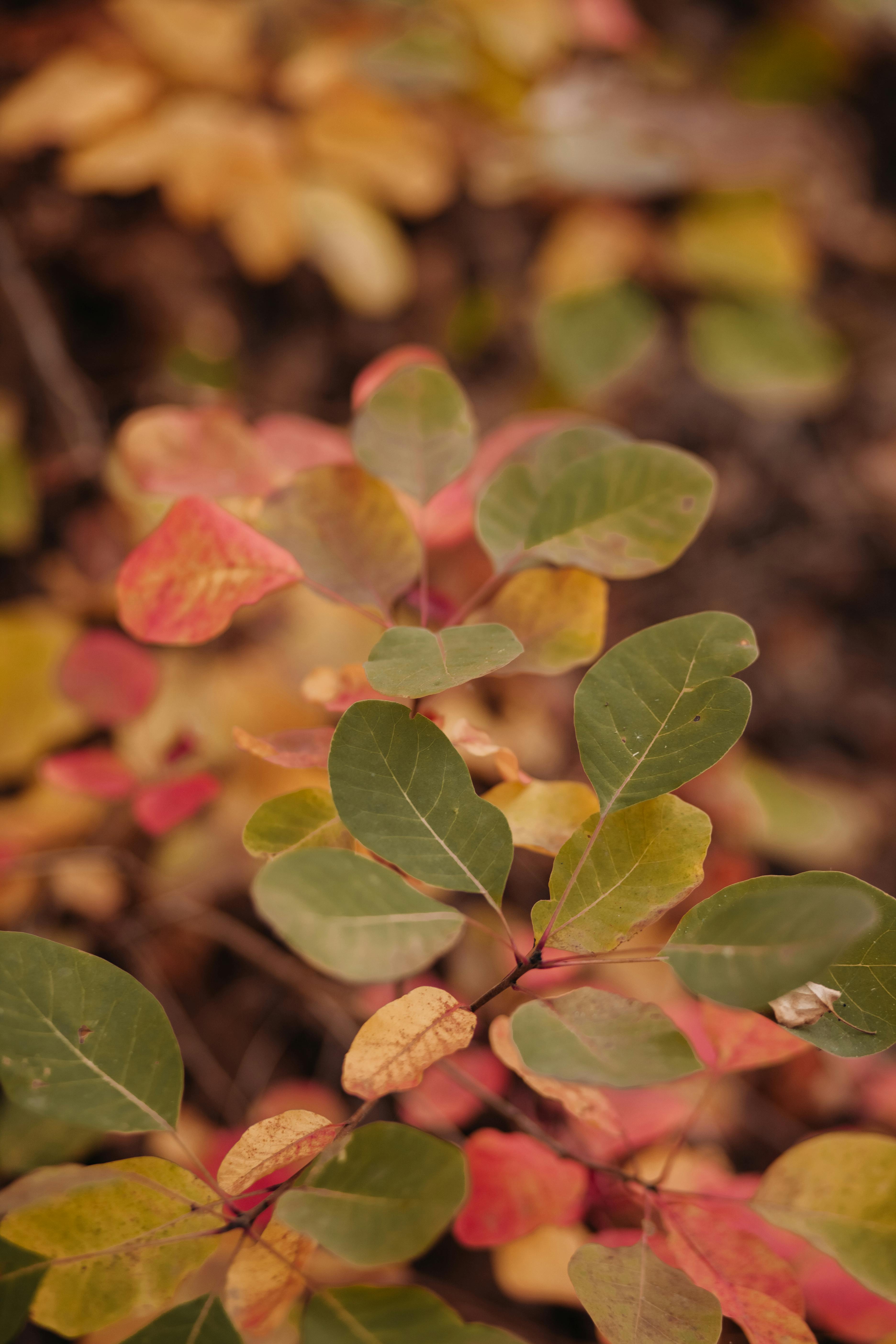 Explore the rich tones of autumn leaves in Dubai's picturesque outdoor setting.