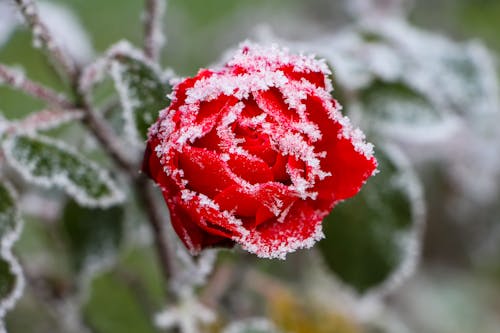 Close-up of a Red Rose Covered in Frost 