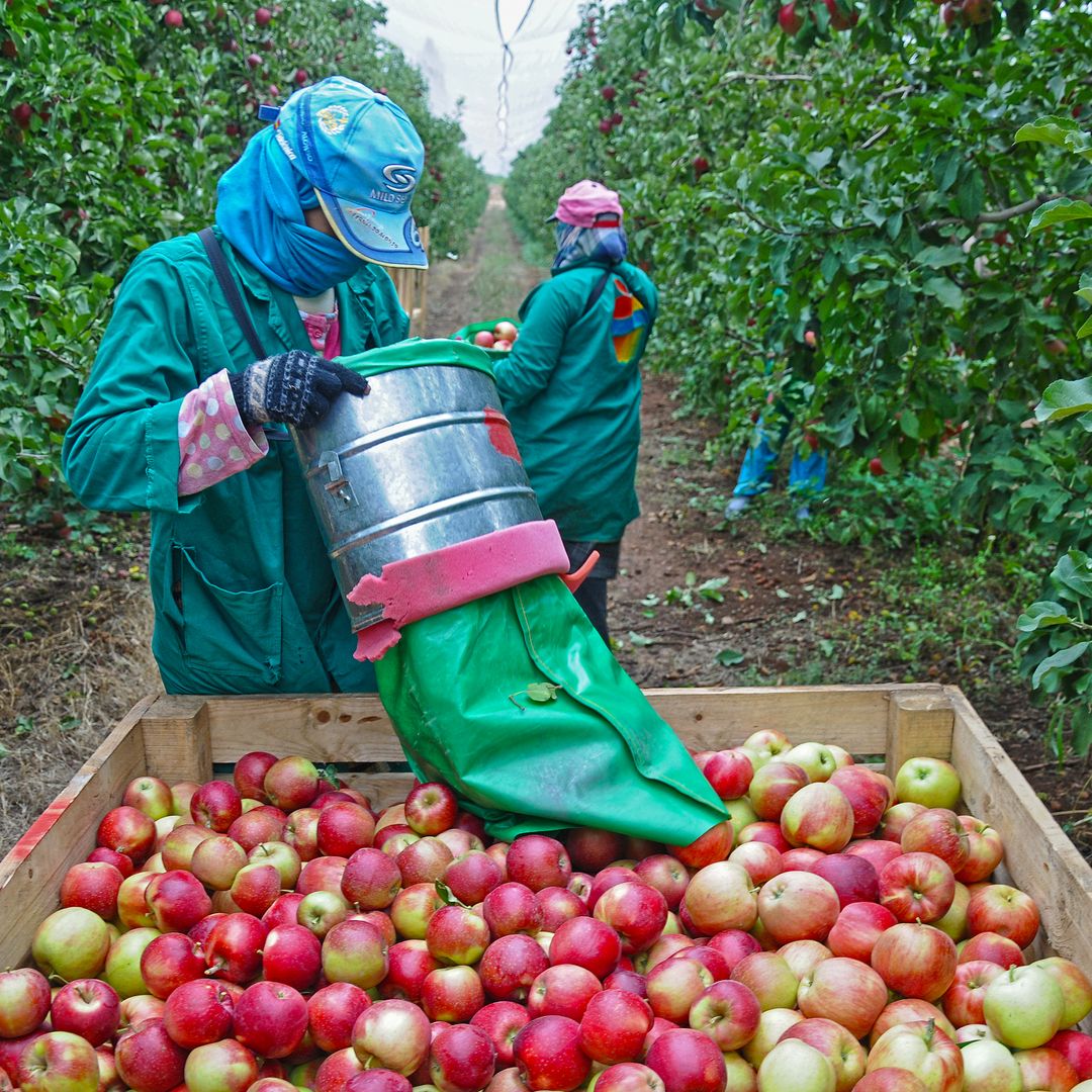 Operational Adjustments for Agricultural Employers Utilizing the E-8 Seasonal Worker Quota Increase