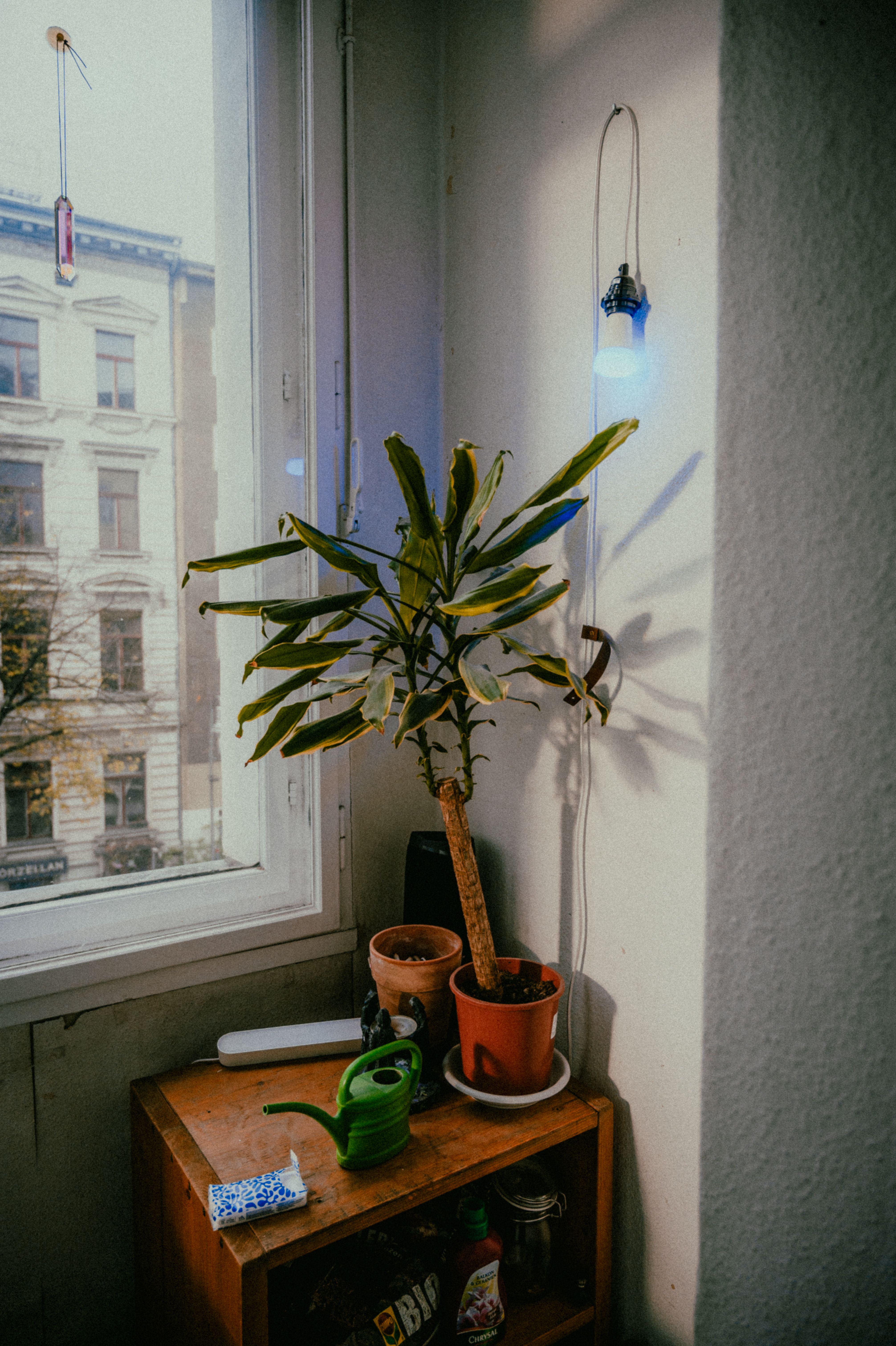 Light meter next to potted plant