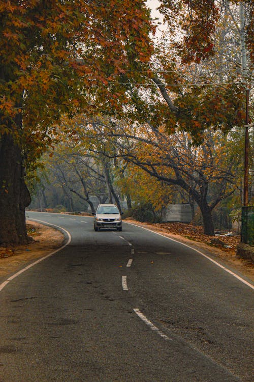 Car on an Asphalt Road between Autumnal Trees