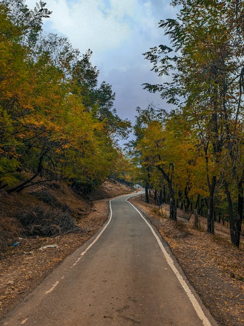 Road in Forest in Autumn