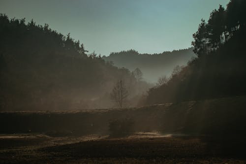 Foto d'estoc gratuïta de alba, arbres, boira