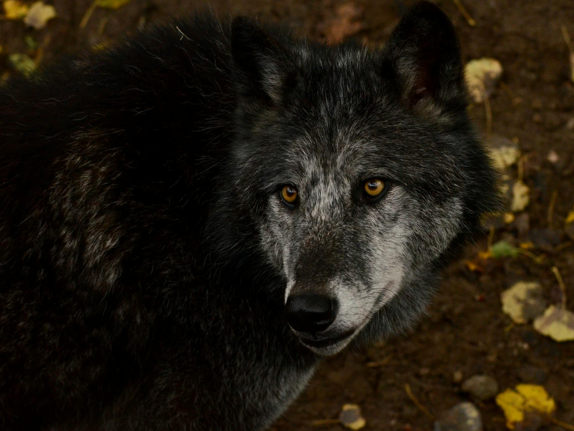 Close-up of a Wolf with Dark Gray Fur