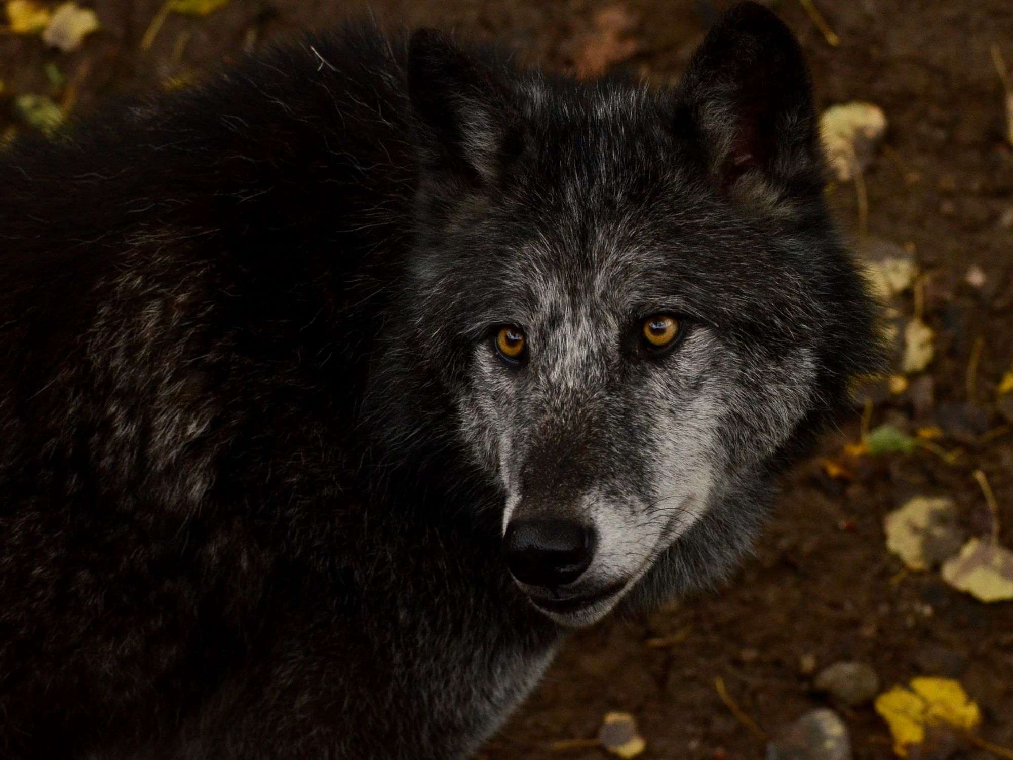 Still from Ashfall Dominion — a wolf watching from the treeline. Photo by Leon Aschemann on Pexels