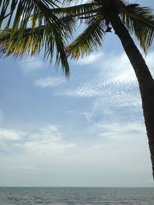 Free stock photo of blue sky, horizon, palm tree Stock Photo