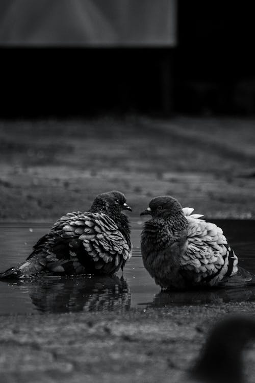 Fotos de stock gratuitas de aves, blanco y negro, escala de grises