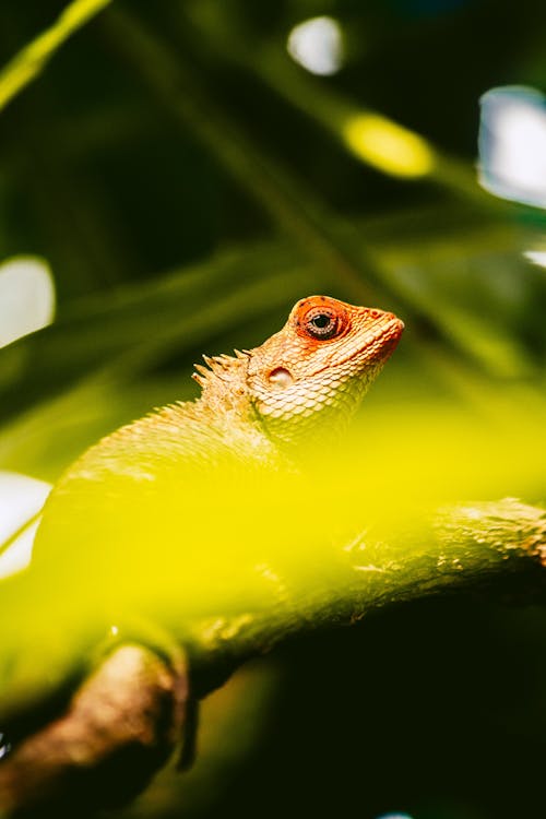 Kostnadsfri bild av djurfotografi, exotisk, gecko