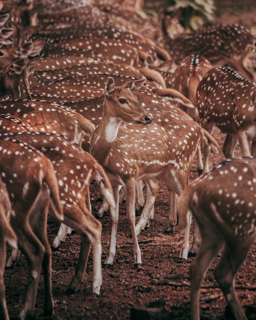 Large Group of Deer