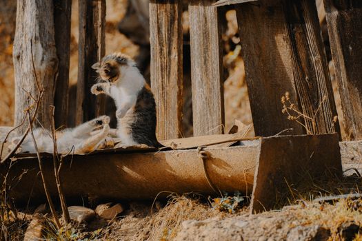 Two cute kittens playing on a wooden fence during fall in Sartăș, Romania.