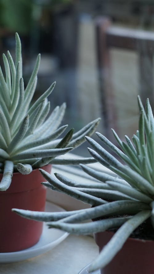 Close-up of Succulents in Pots 