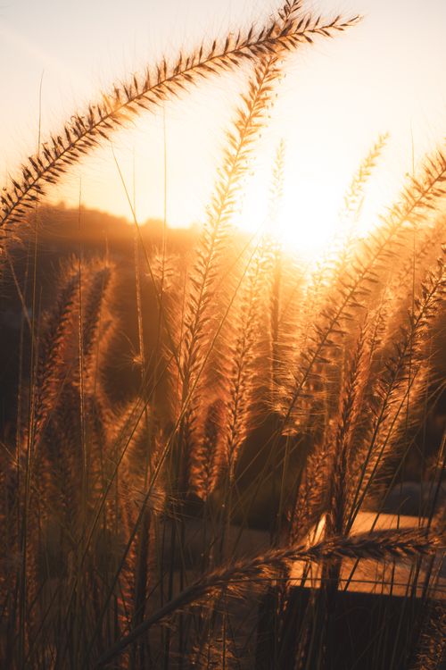 Free Tranquil scene of sunlit grass in a rural field during sunset, capturing a warm and peaceful atmosphere. Stock Photo