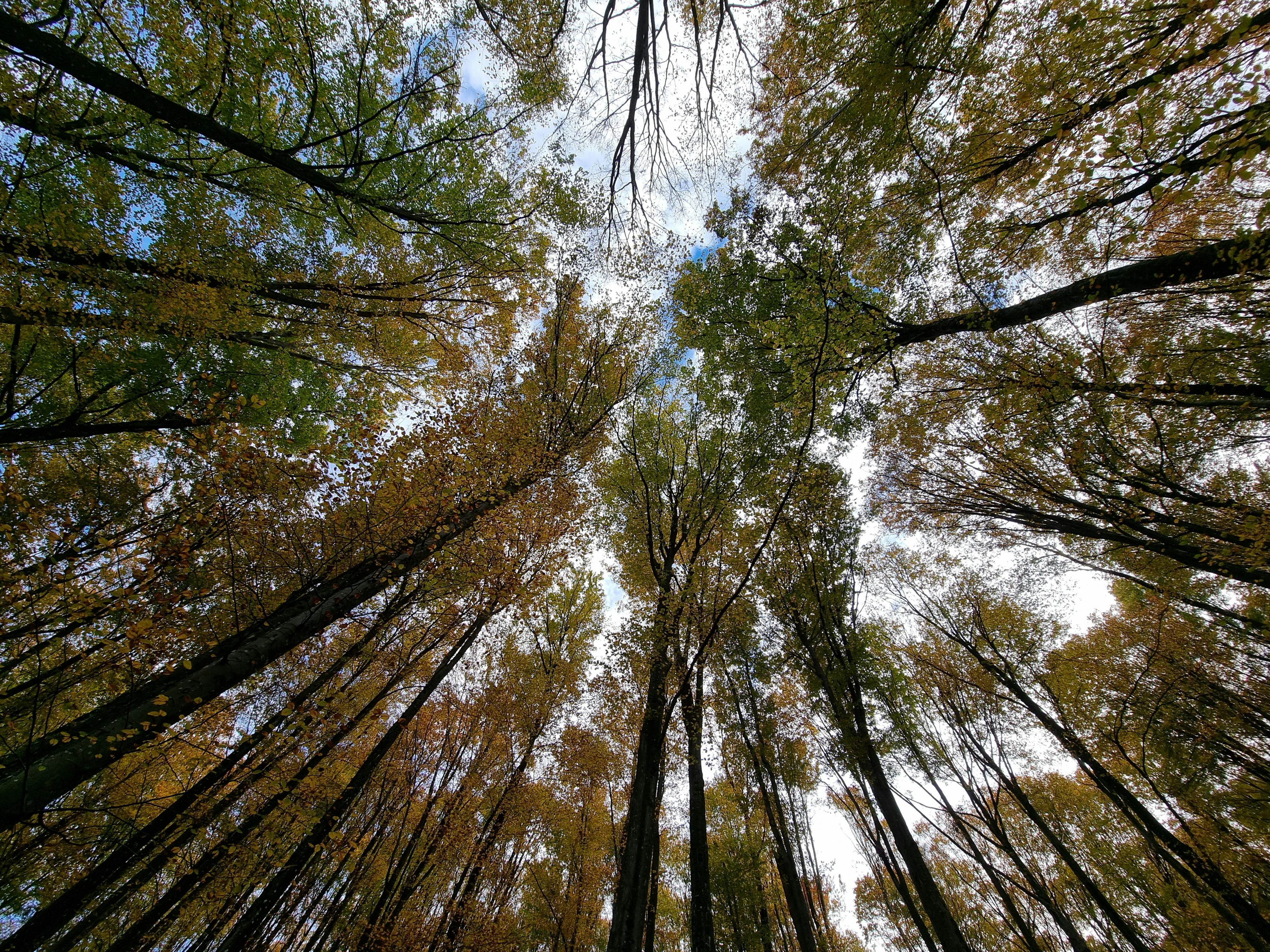 IT and Environmental, Social, and Corporate Governance (ESG), Part One: A CEO and Board Concern — Photo by Vladimir Srajber o