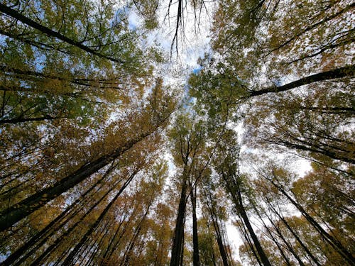 Základová fotografie zdarma na téma les, lesnatý kraj, podzim