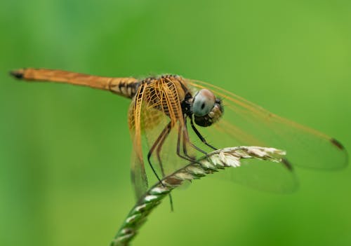 Dragonfly in Nature