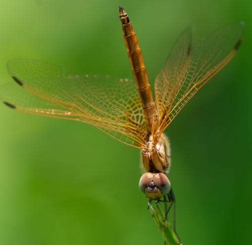 Close-up of a Dragonfly on Green Background 