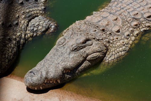 Kostnadsfri bild av djur, huvud, nalle krokodil