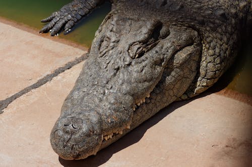 Portrait of a Resting Crocodile