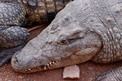 Kostenloses Stock Foto zu alligator, krokodil, muster