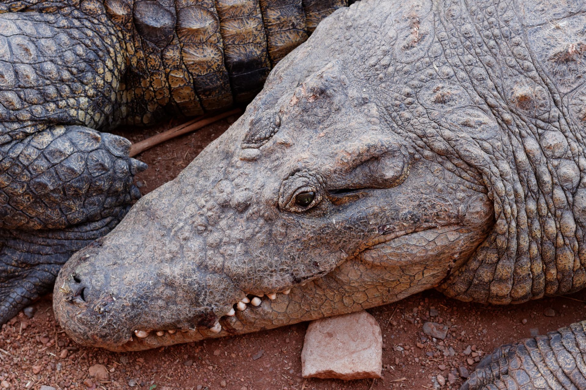 Detailed close-up portrait of a crocodile in its natural habitat in South Africa.