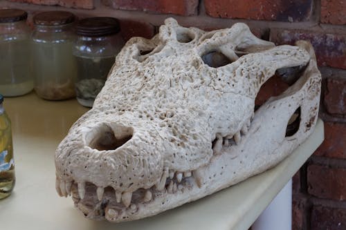 Foto profissional grátis de caveira, crânio animal, crânio de crocodilo